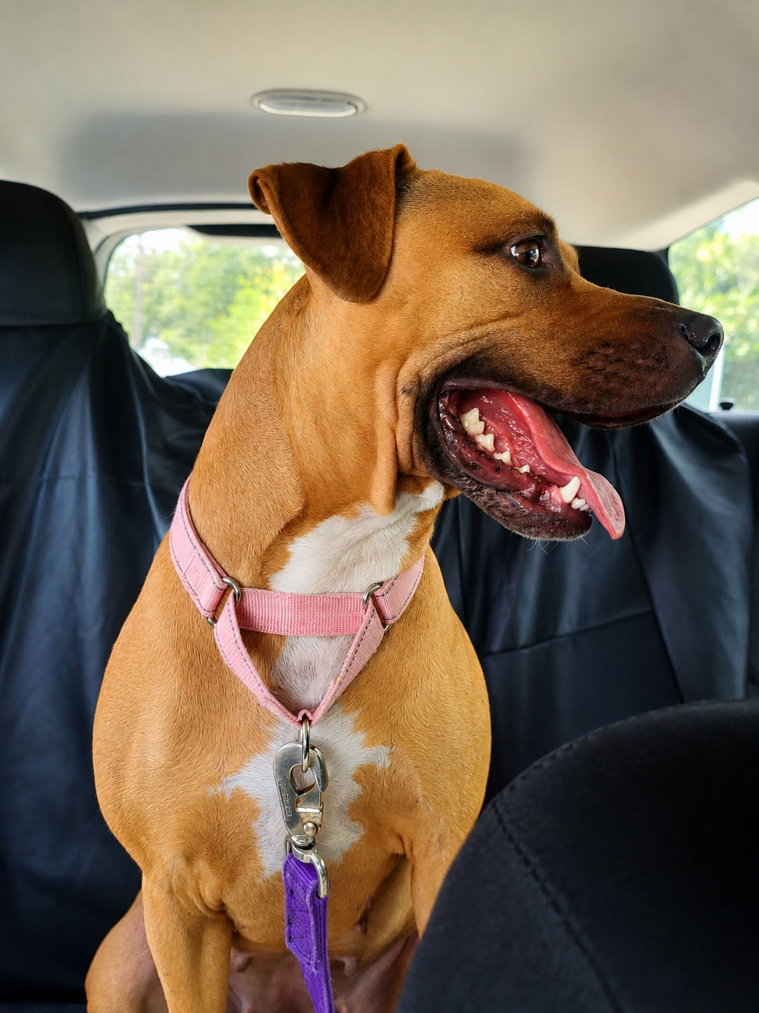 Dixie Freedom Ride to Kingston K9