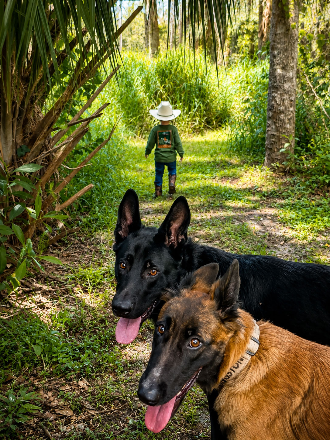 Kingston K9 support dogs