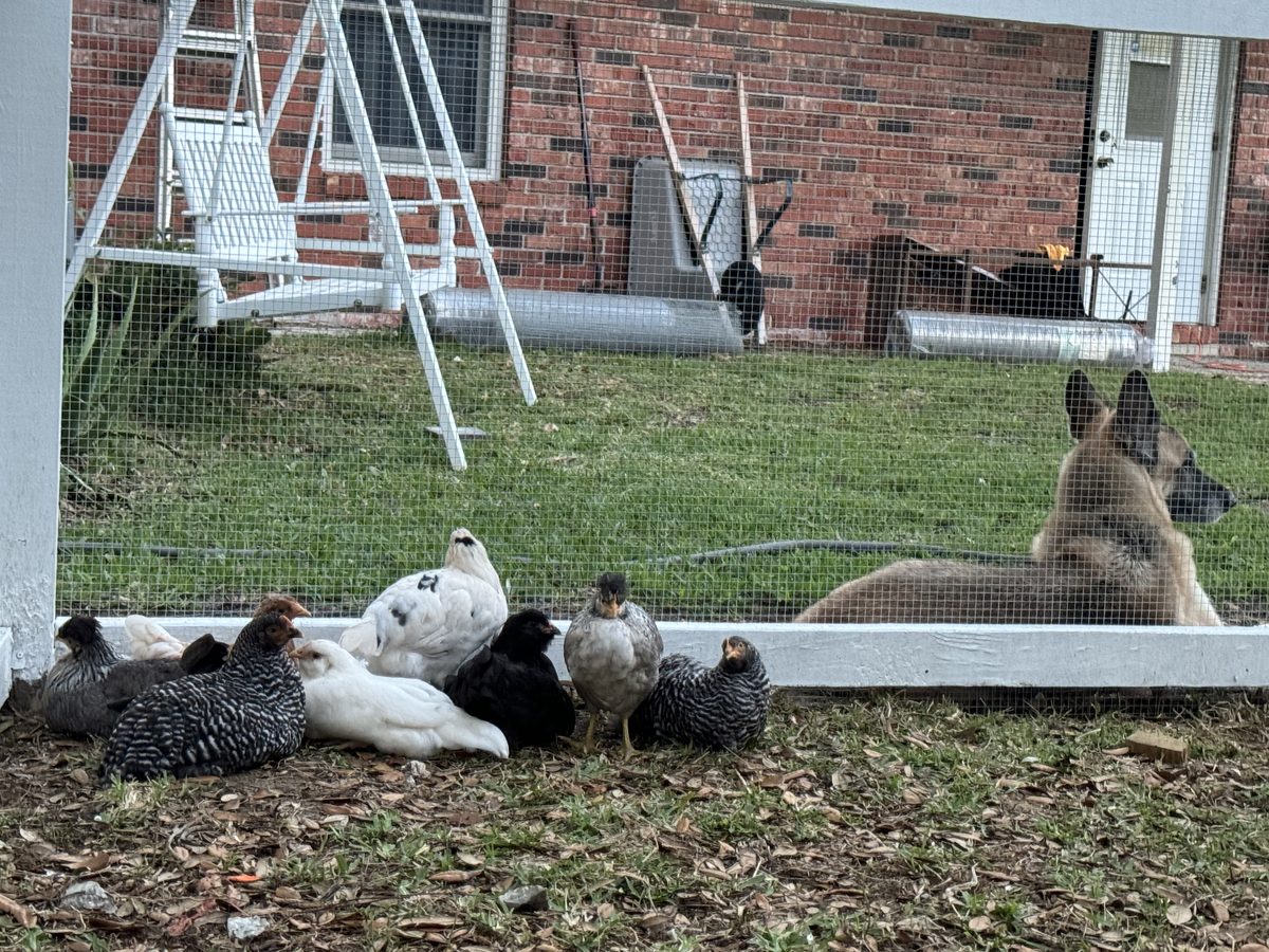 King with Chickens