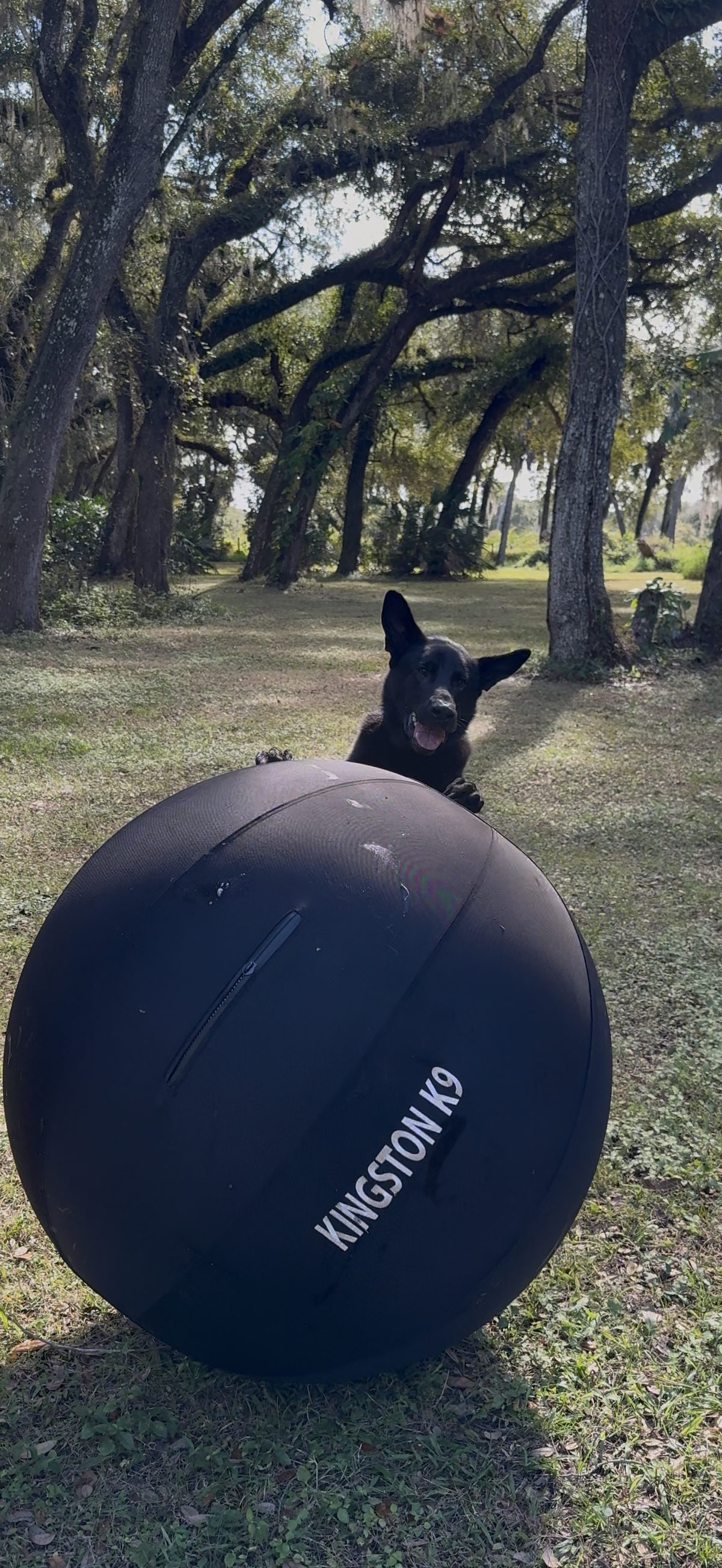 Mav on Ball